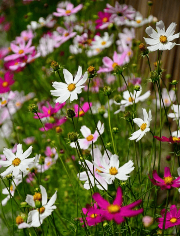 Producto - Cosmos bipinnatus de Flor Simple (Clásica) - 0