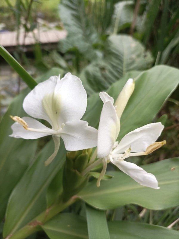 Producto - Hedychium coronarium