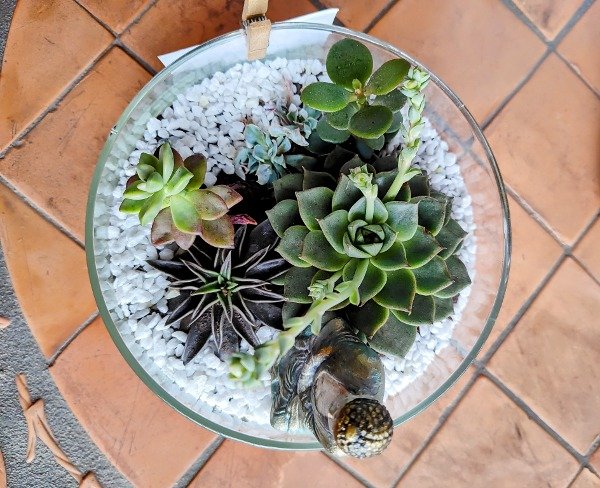 Producto - Terrario Círculo Verde