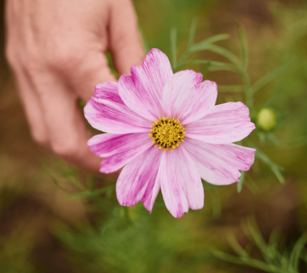 Producto - Cosmos bipinnatus Rosetta - 0
