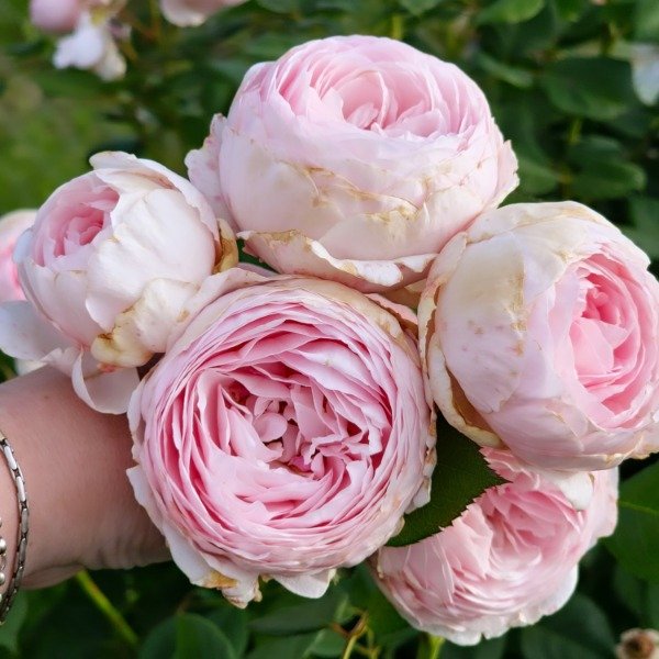 Producto - Geoff Hamilton