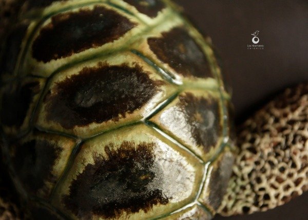 Producto - Tortuga Marina - Escultura - 10