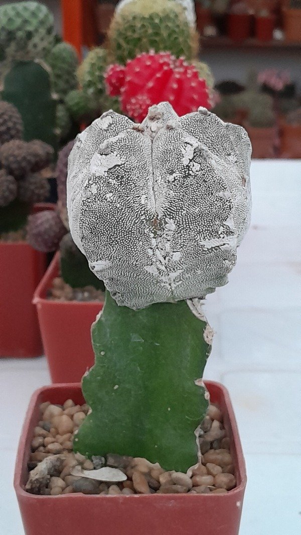 Producto - Astrophytum myriostigma