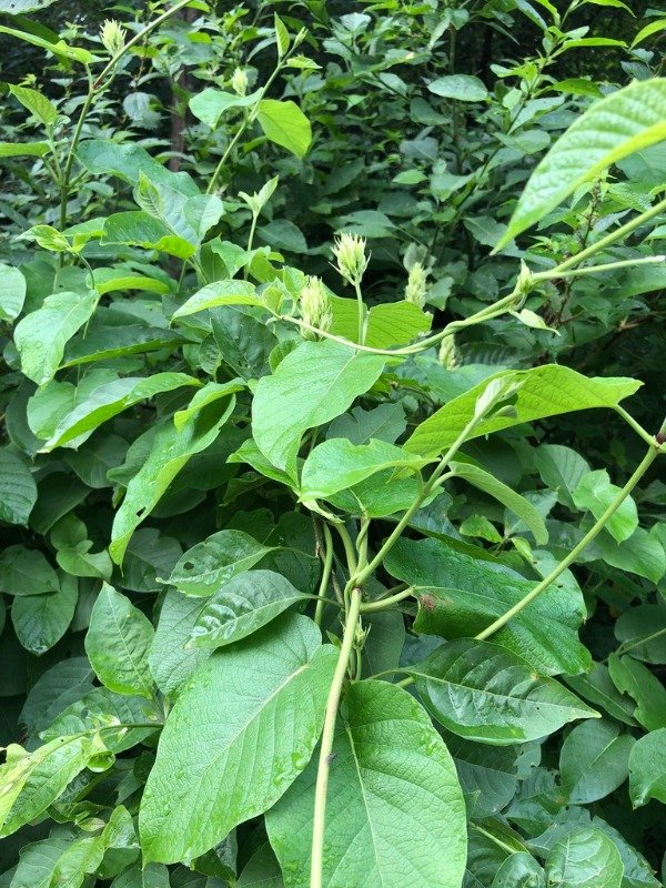 Producto - MANDEVILA (Mandevilla pentlandiana)