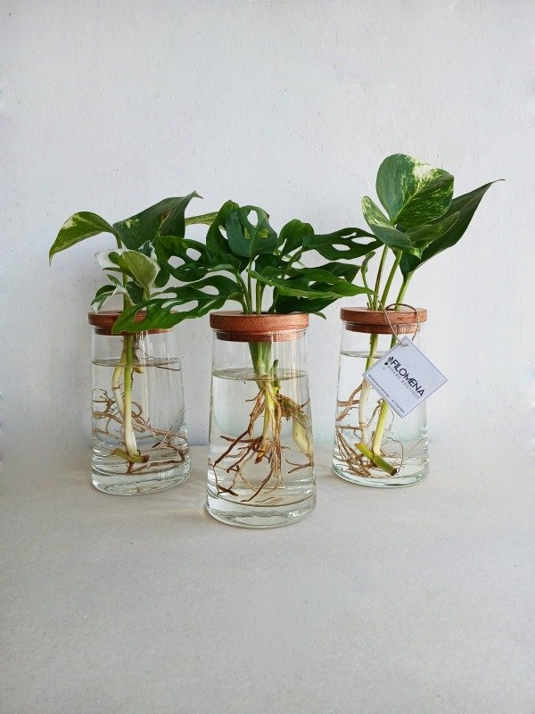 Producto - Hidrario CARMELA