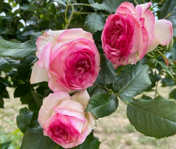 Producto - Pierre de Ronsard Trepador EN MACETA
