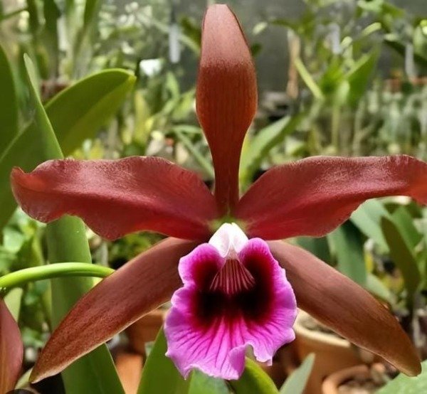 Producto - Laelia Tenebrosa - 0