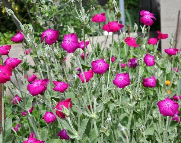 Producto - Lychnis coronaria