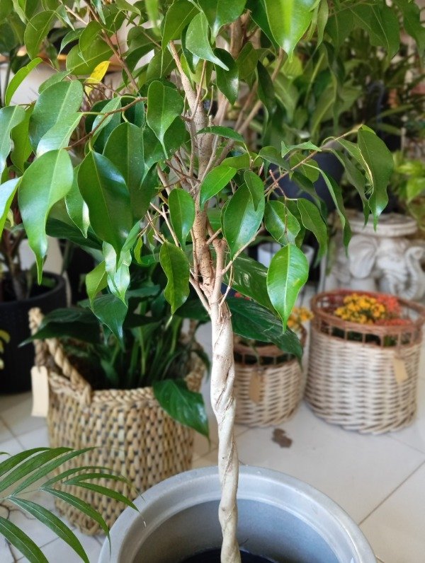 Producto - Ficus trenzado