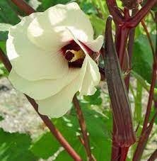 Producto - Okra Roja sin espina