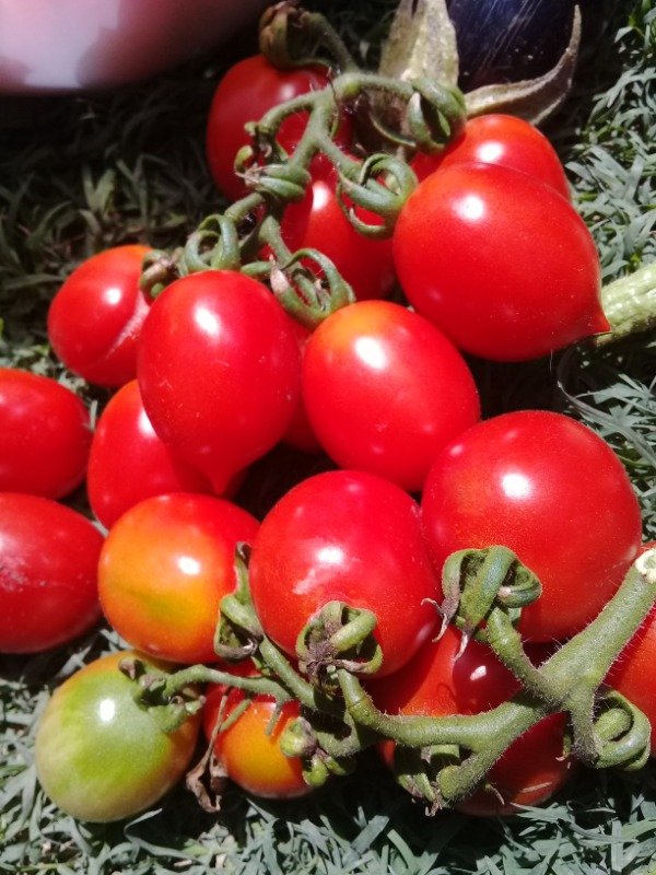 Producto - Tomate vesubio rojo - 2