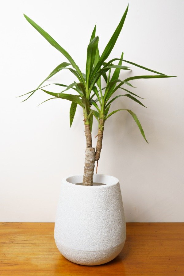 Producto - Yuca Mediana