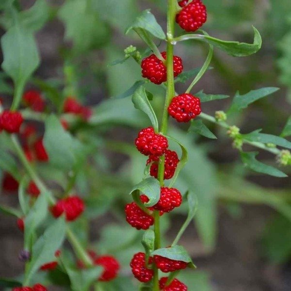 Producto - Semillas De Espinaca Frutilla (chenopodium) Gourmet - 2