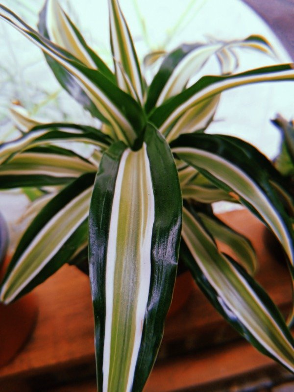 Producto - DRACAENA MALAIKA