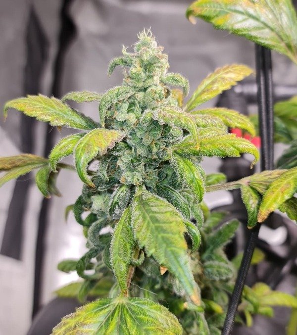 Producto - Milonga x3 (+1) Kannabia