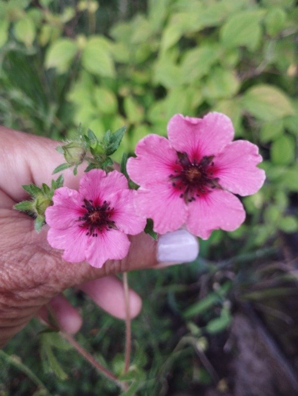 Producto - Potentilla nepalensis Helen Jane
