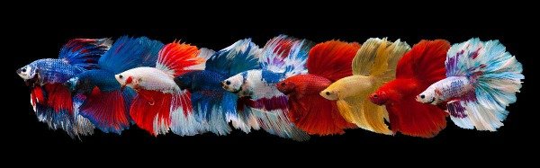 Producto - Animales 004