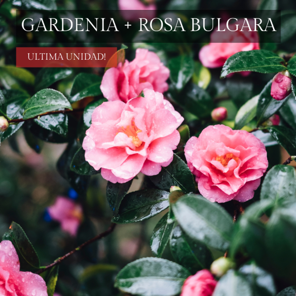 Producto - ESENCIA DE ROSA BULGARA + GARDENIA