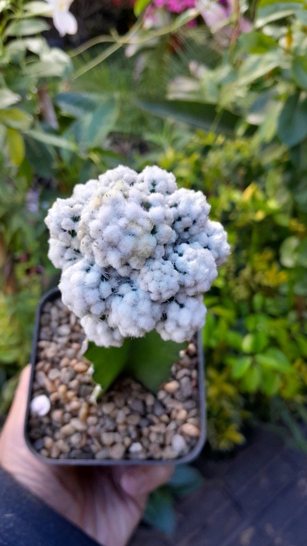 Producto - Mammillaria Multilanata (injertada) - 1