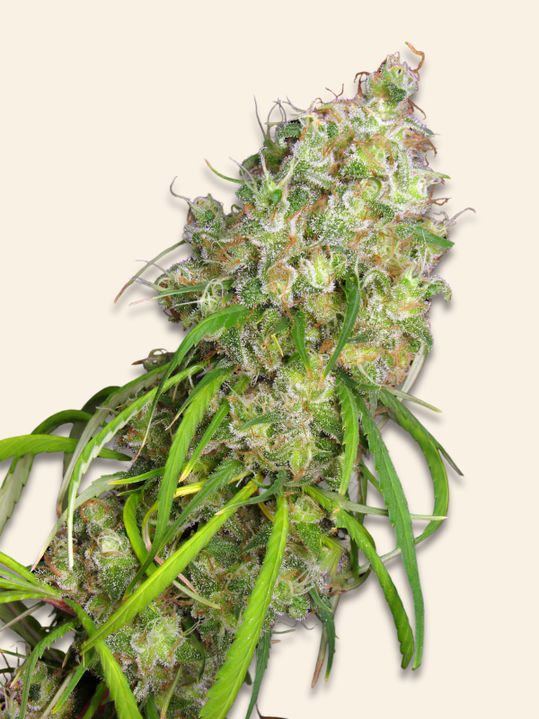 Producto - DESTRO x5 - Silver River Seeds - 0