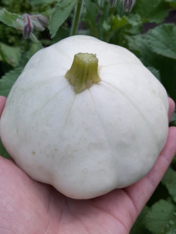 Producto - 10 Semillas De Calabaza Patisson Peter Pan Blanca