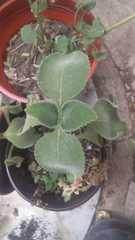 Producto - boldo brasilero