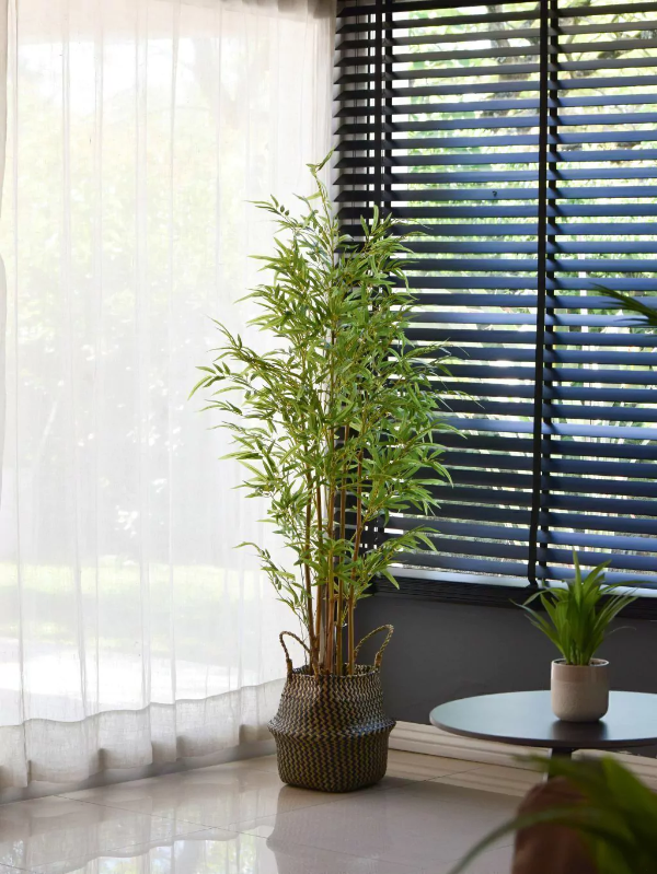 Producto - Planta Bambu