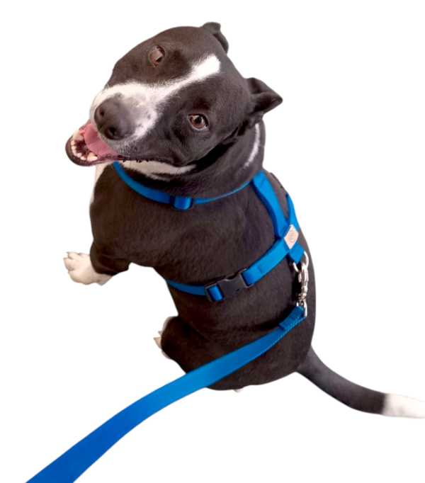 Producto - PRETAL H  ANTI TIRONES/ANTI ESCAPE LISO