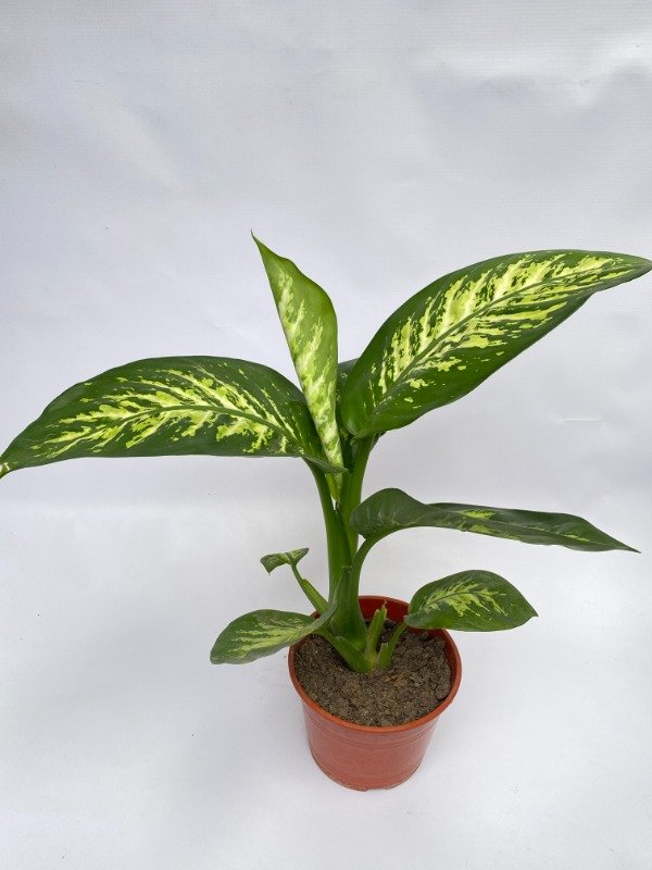 Producto - Tropic en maceta N15