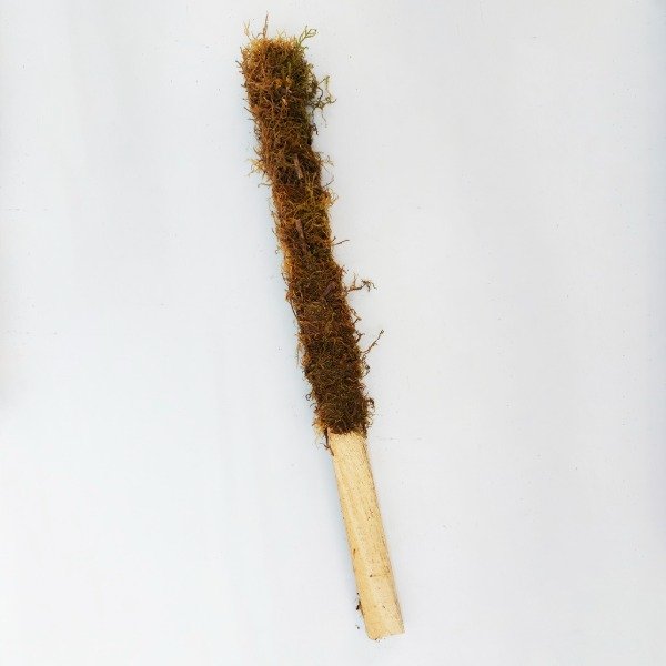 Producto - Tutor con musgo