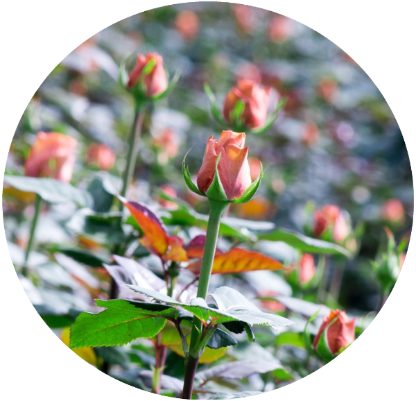 Producto - Pétalo de Rosa