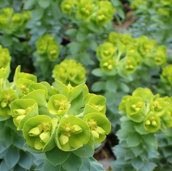 Producto - 15 Semillas Euphorbia myrsinites