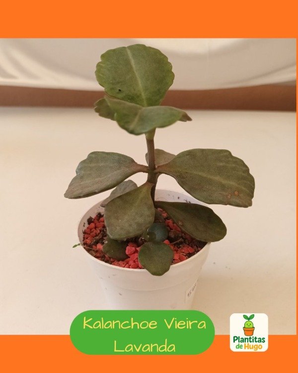 Producto - Kalanchoe vieira lavanda