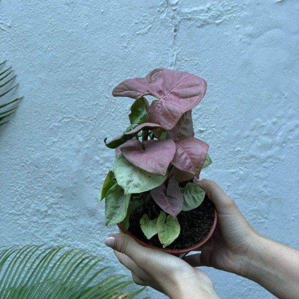 Producto - singoniumn rosado m13