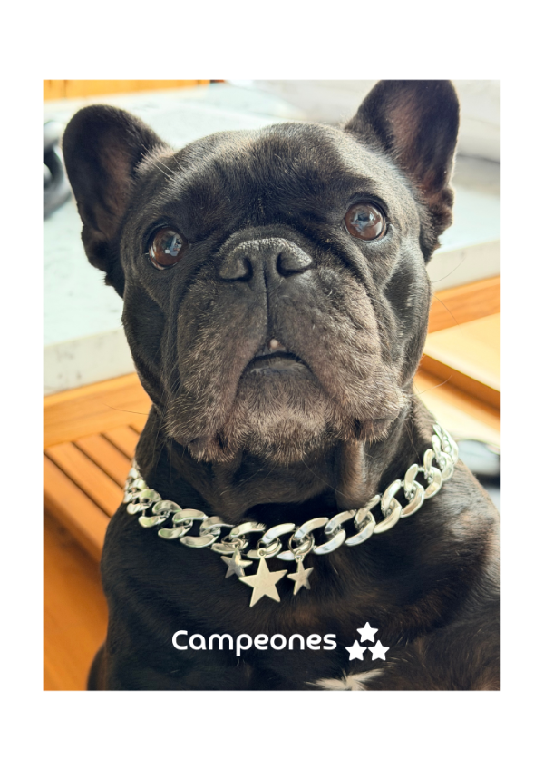 Producto - Campeones Plateado