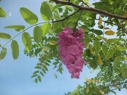 Producto - Planta Yerba de Bugre