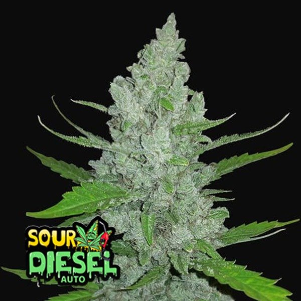 Producto - Original Sour Diesel Auto 3+2 - Fast Bud Seeds