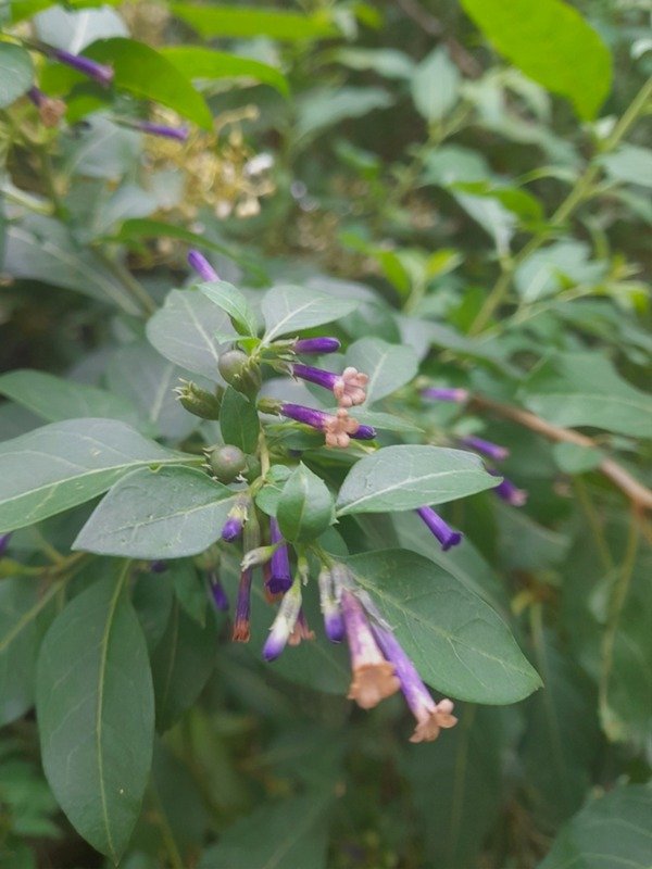 Producto - TUMIÑICO/TALILLA (Lycium cestroides)