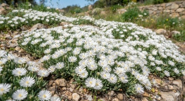 Producto - Lampranthus spectabilis "rayito de sol blanco" 1,5 L - 1