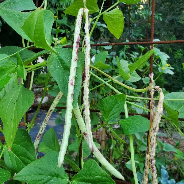 Producto - Chaucha Long Thai Soldier