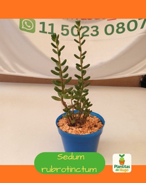 Producto - Sedum rubrotinctum ó Planta Jelly Bean