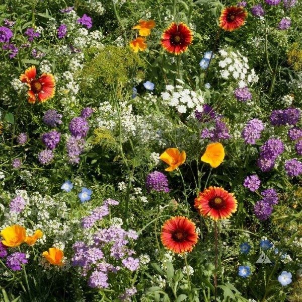 Producto - Semillas De Flores Atrae Insectos Beneficiosos P/jardín