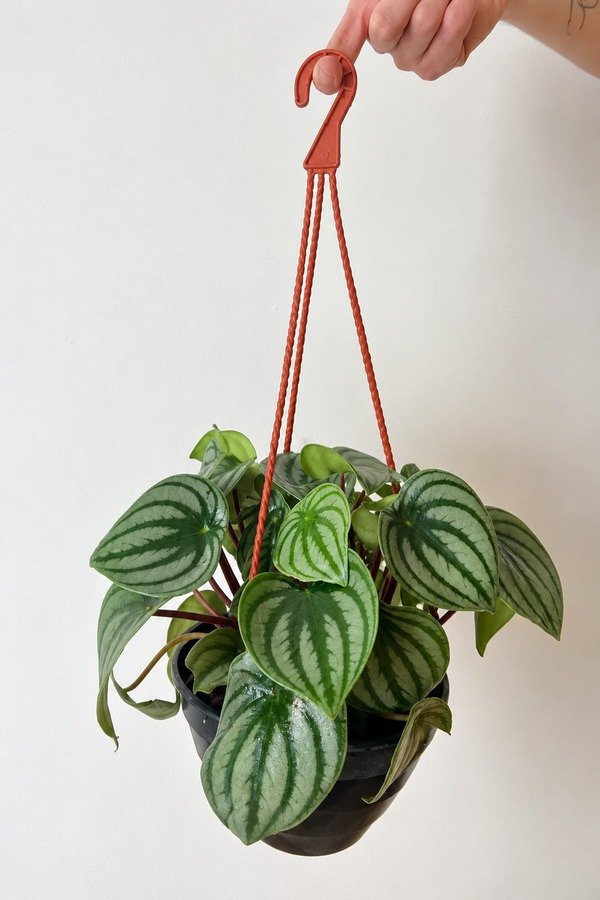Producto - Peperomia Watermelon - 1