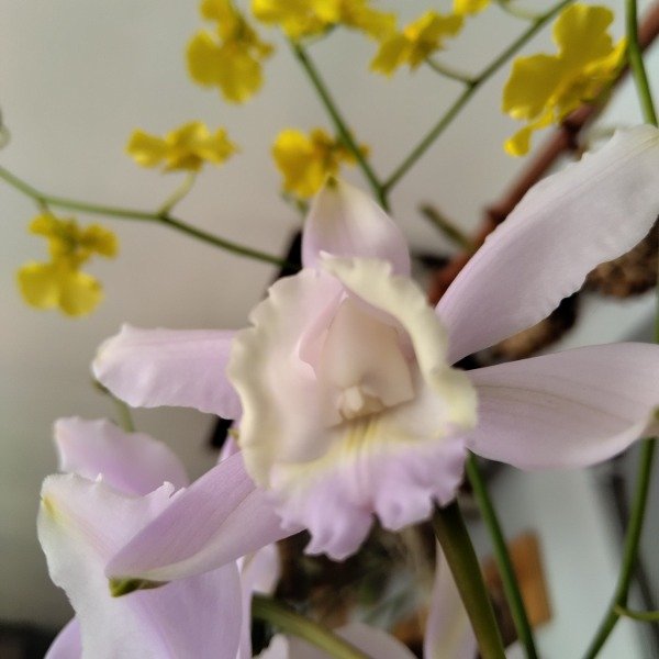 Producto - Cattleya Intermedia - 0