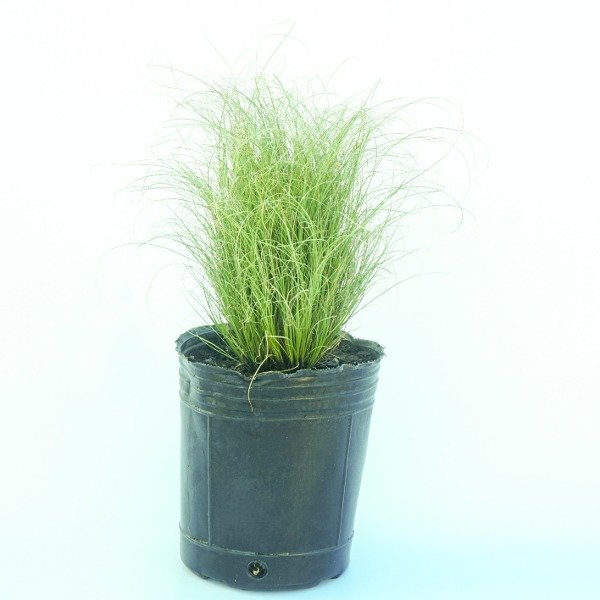 Producto - Carex Comans Green