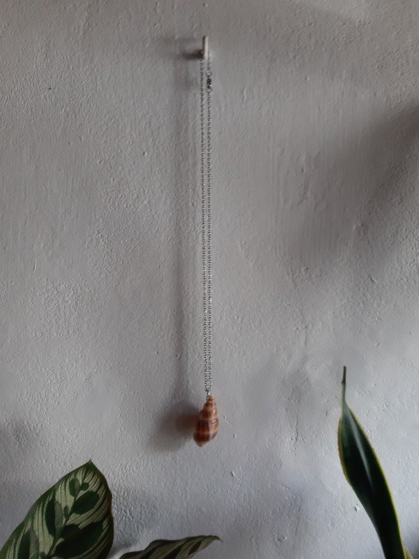 Producto - Cadenita Caracol