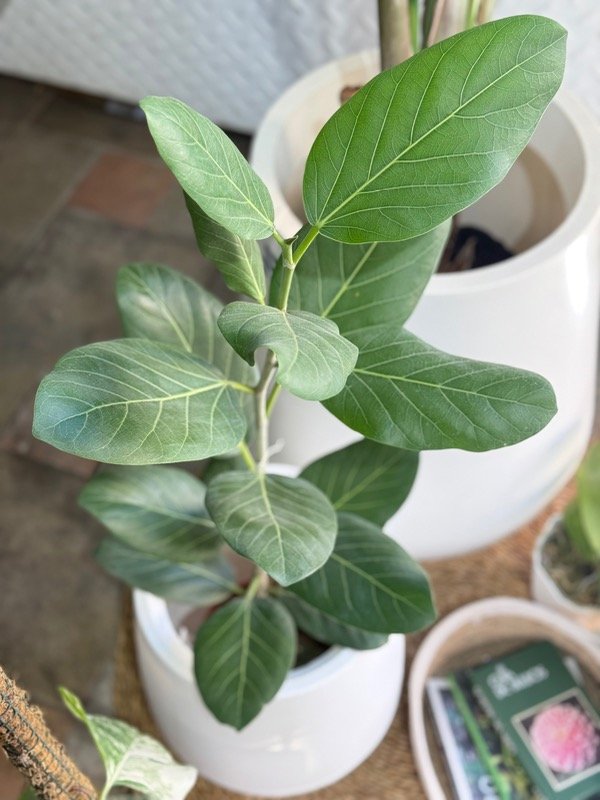 Producto - Ficus Audrey