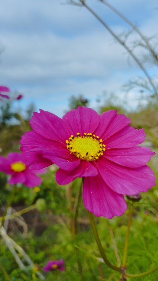 Producto - Cosmos tetra bordó