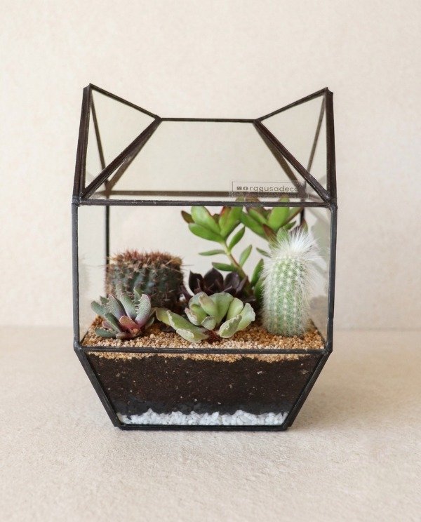 Producto - TERRARIO TASHIRO