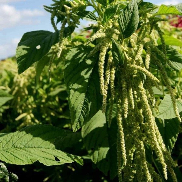 Producto - Semillas De Amaranto Amaranthus Caudatus Verde